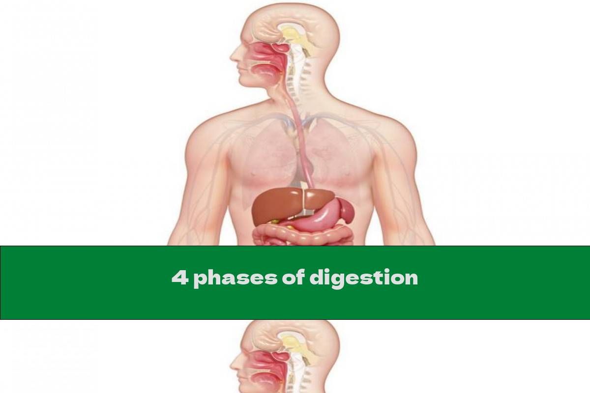 4 phases of digestion