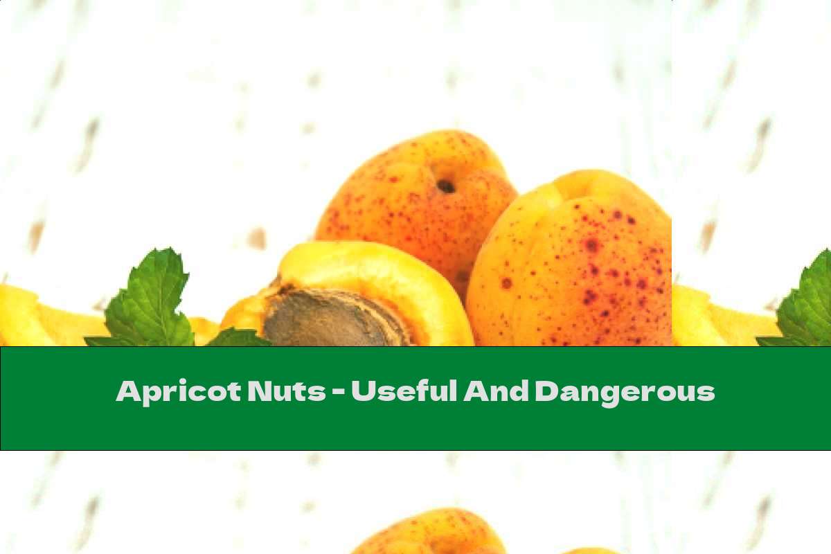 Apricot Nuts - Useful And Dangerous