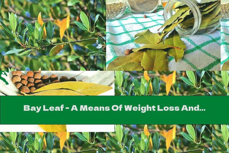 Bay Leaf - A Means Of Weight Loss And A Cure From Antiquity