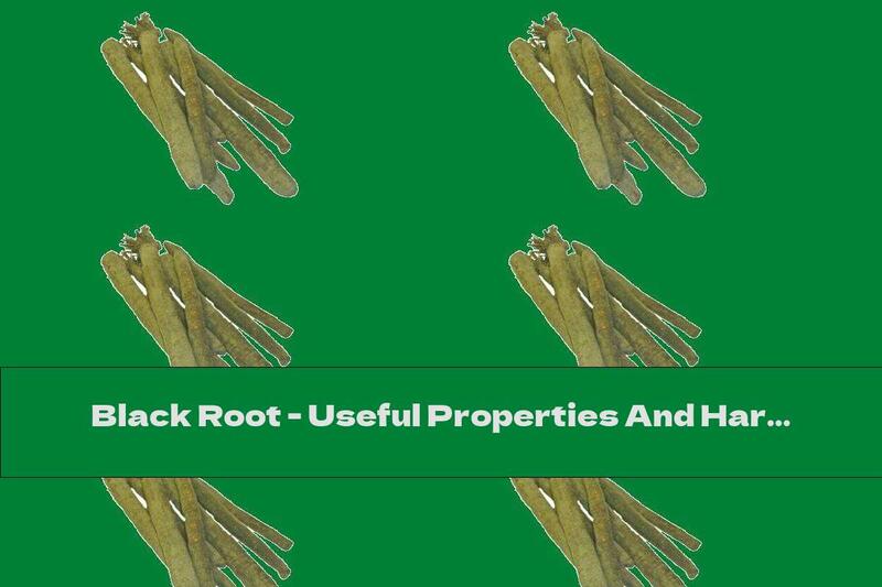 Black Root - Useful Properties And Harm