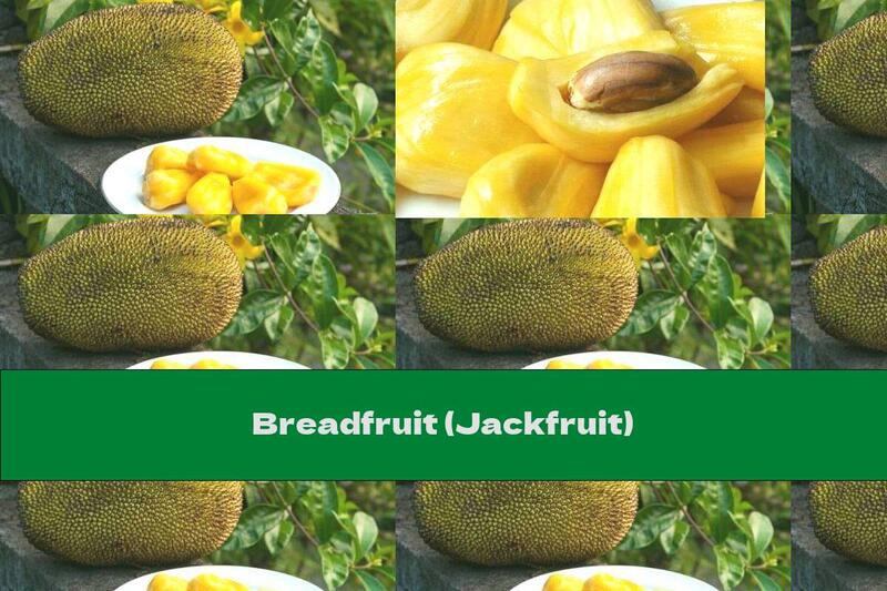 Breadfruit (Jackfruit)