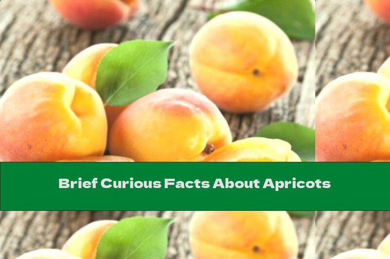 Brief Curious Facts About Apricots