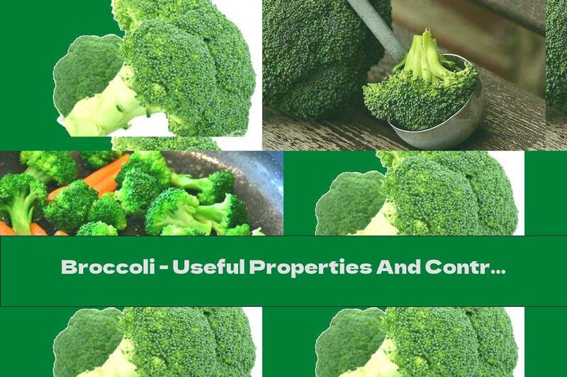 Broccoli - Useful Properties And Contraindications