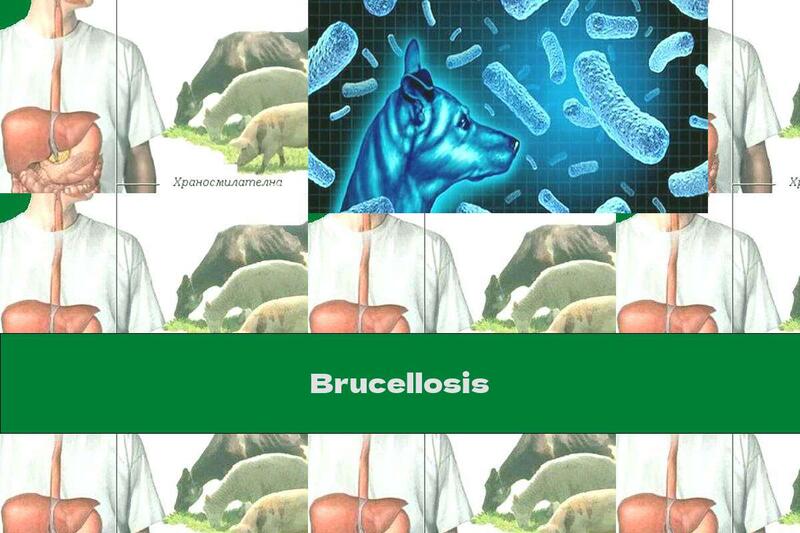 Brucellosis