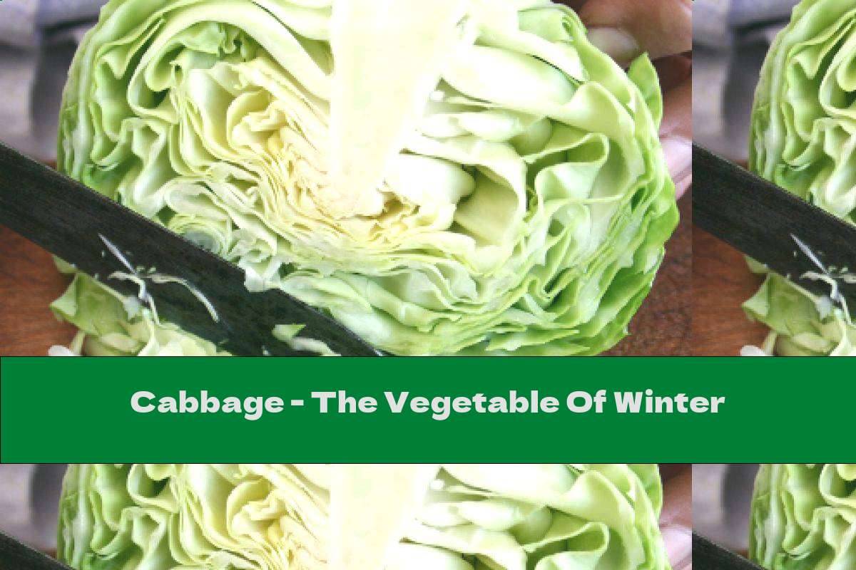 Cabbage - The Vegetable Of Winter