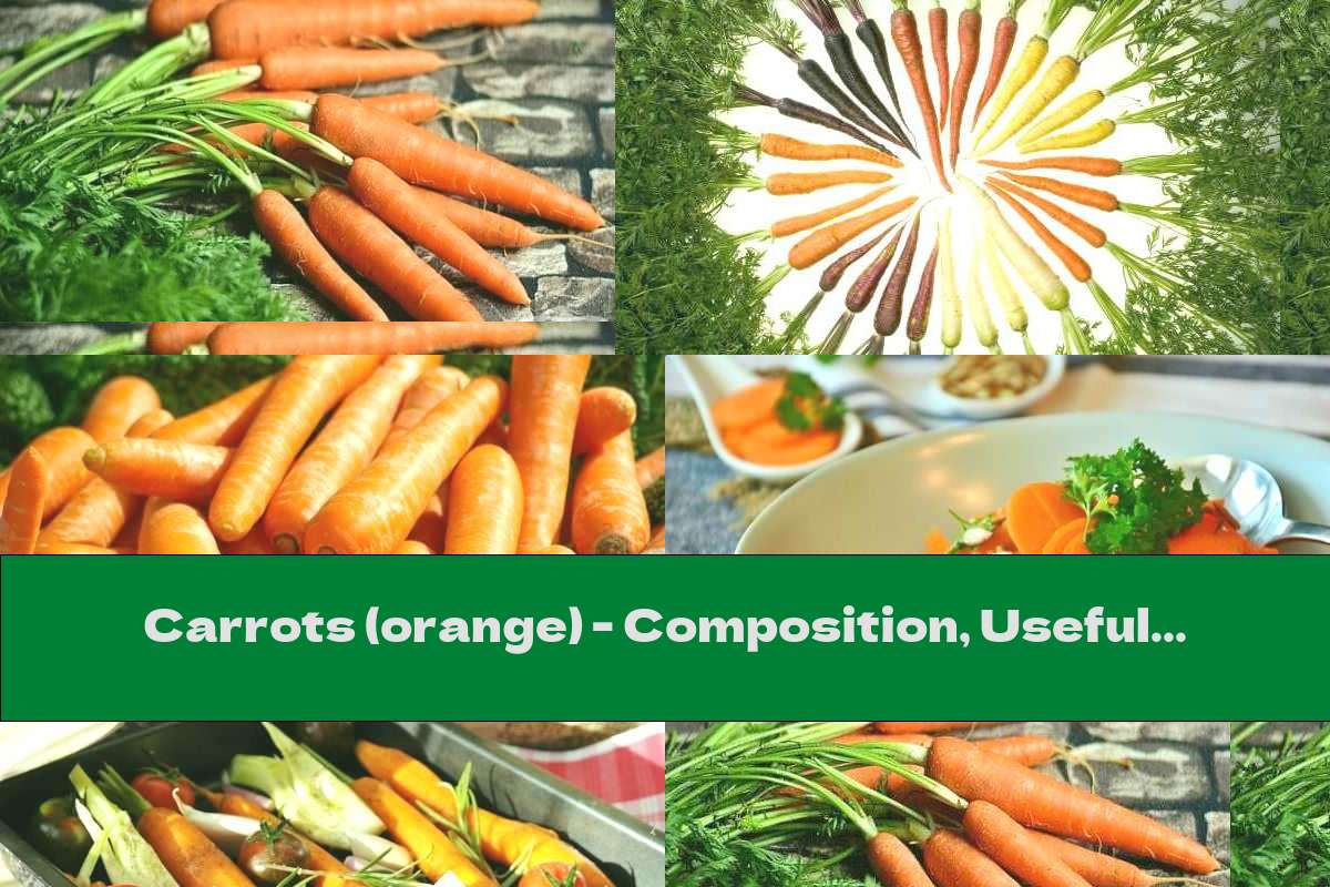 Carrots (orange) - Composition, Useful Properties And Harm In Case Of Excessive Consumption
