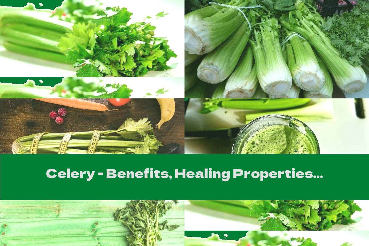 Celery Benefits, Healing Properties And Contraindications This