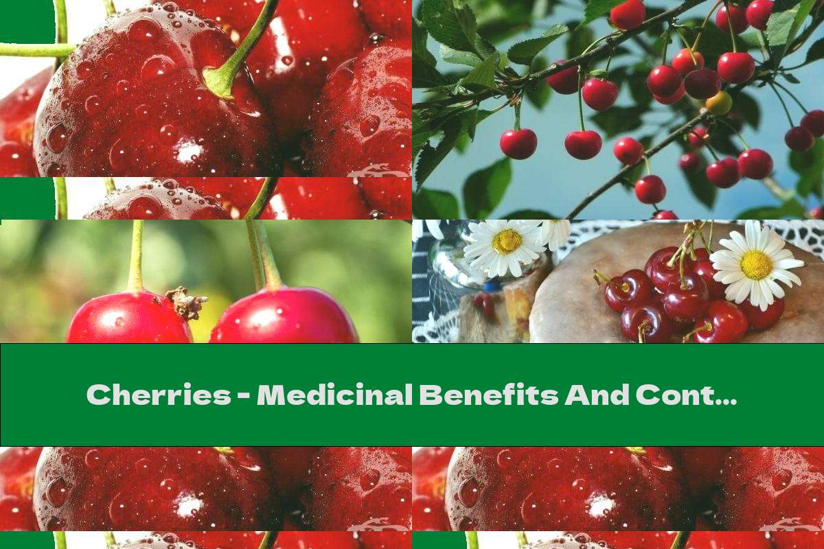 Cherries Medicinal Benefits And Contraindications This Nutrition