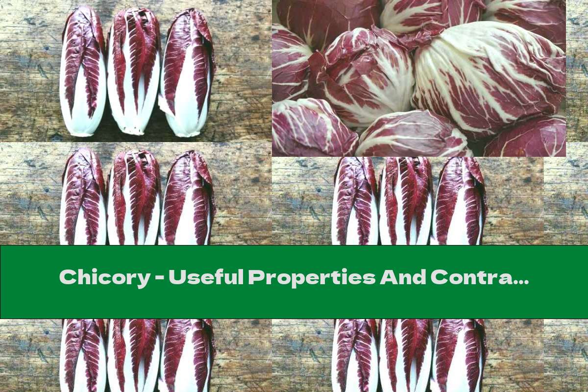 Chicory - Useful Properties And Contraindications