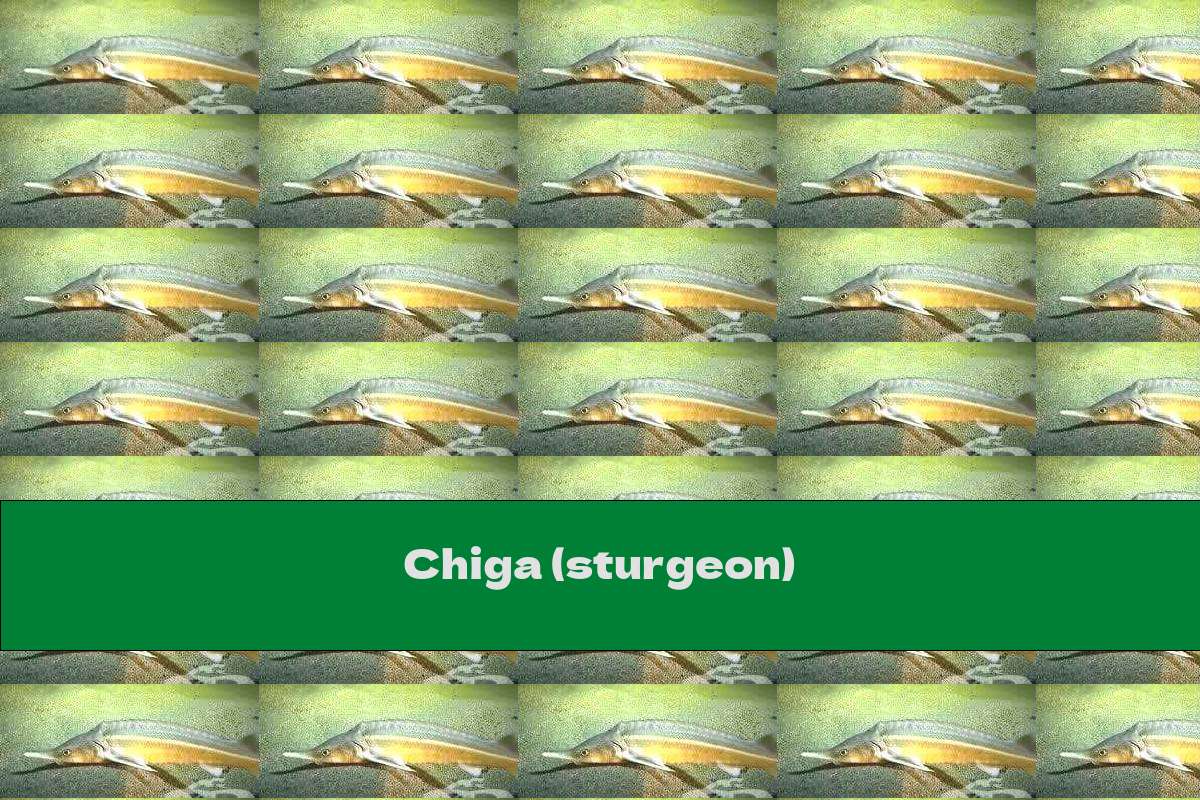 Chiga (sturgeon)