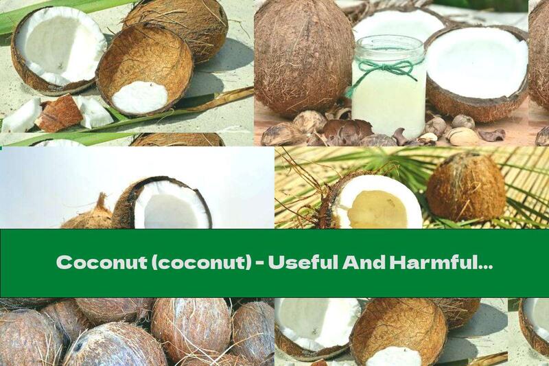 Coconut (coconut) - Useful And Harmful Properties