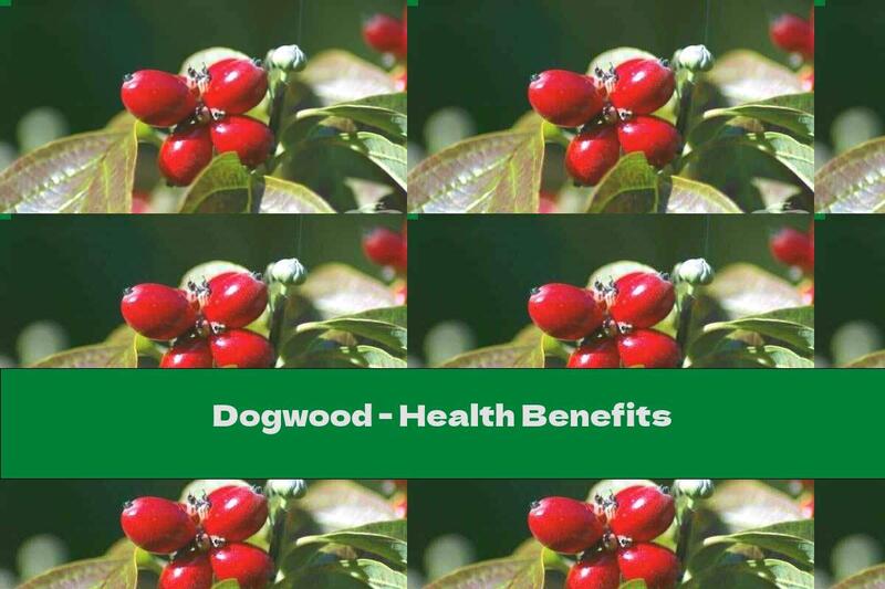 Dogwood - Health Benefits