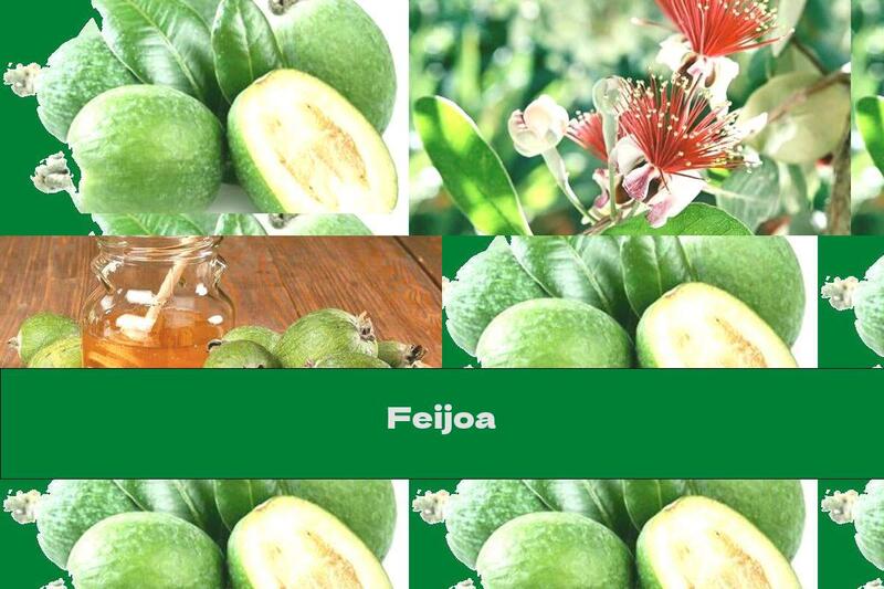 Feijoa
