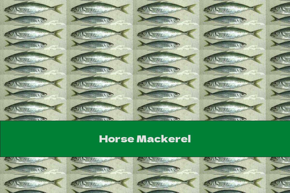 Horse Mackerel This Nutrition