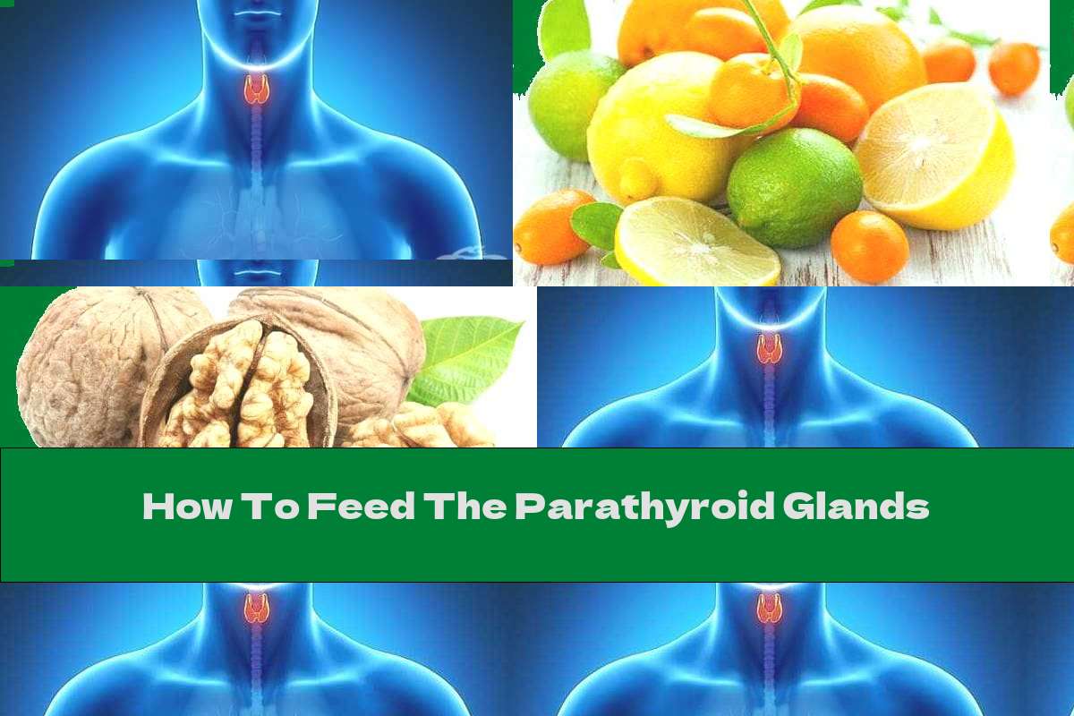 How To Feed The Parathyroid Glands This Nutrition
