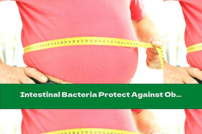 Intestinal Bacteria Protect Against Obesity
