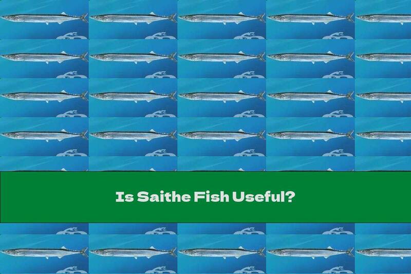 Is Saithe Fish Useful?