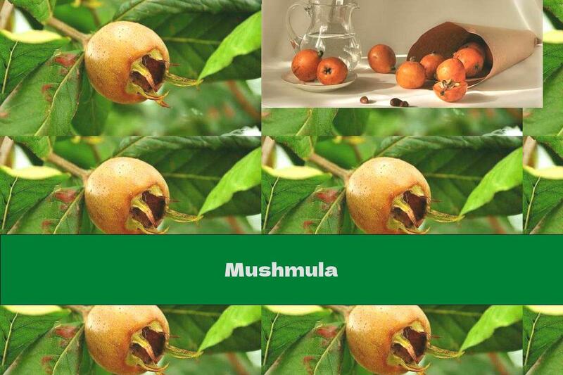 Mushmula