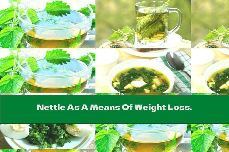 Nettle As A Means Of Weight Loss.