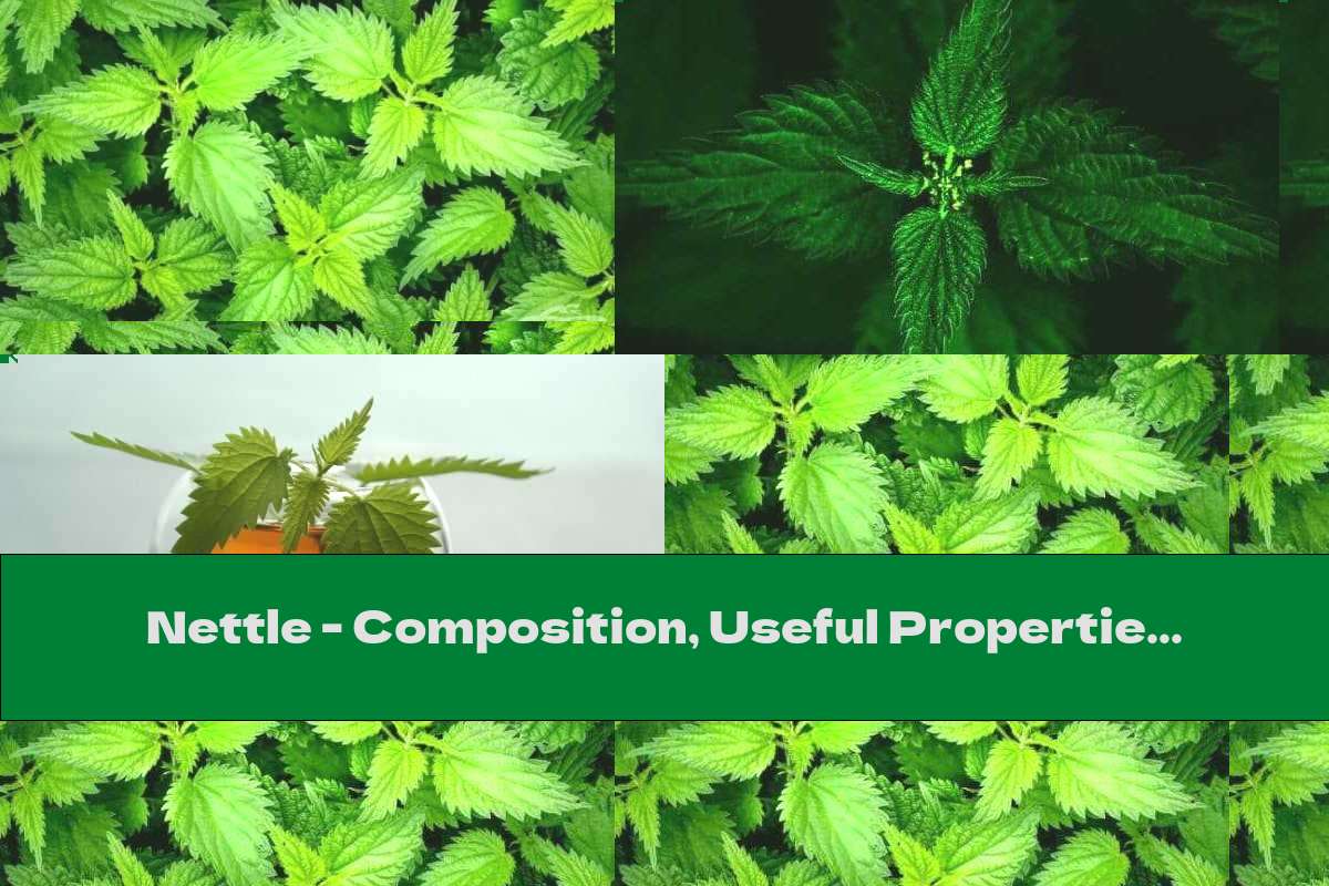 Nettle Composition, Useful Properties And Side Effects This Nutrition