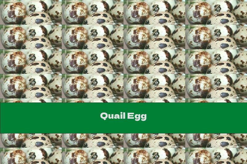 Quail Egg