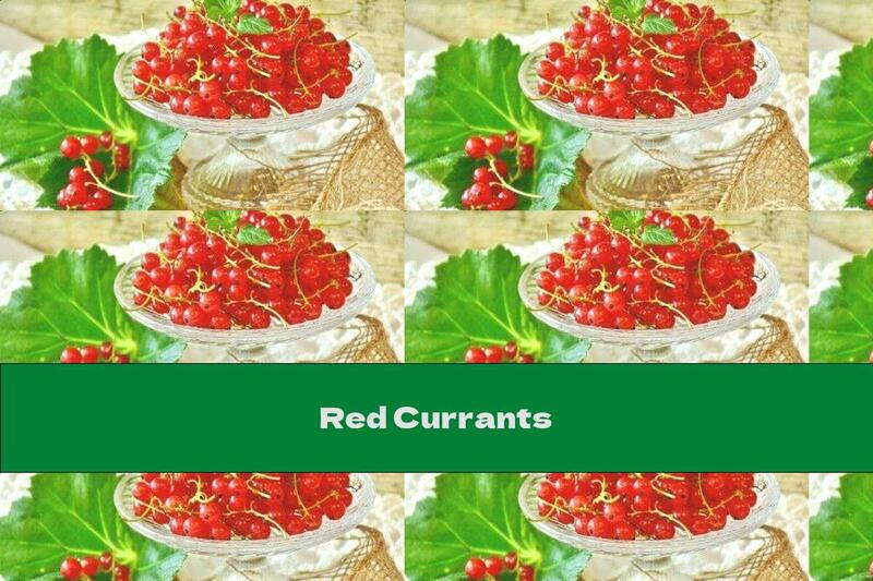 Red Currants