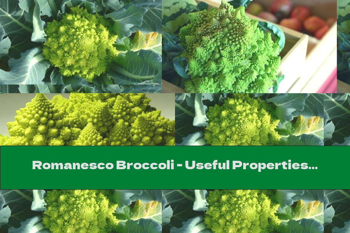 Romanesco Broccoli - Useful Properties And Contraindications