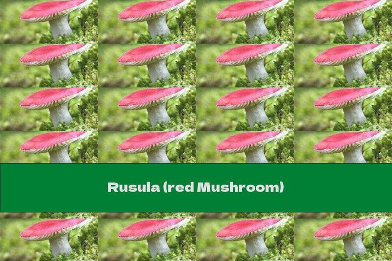 Rusula (red Mushroom)