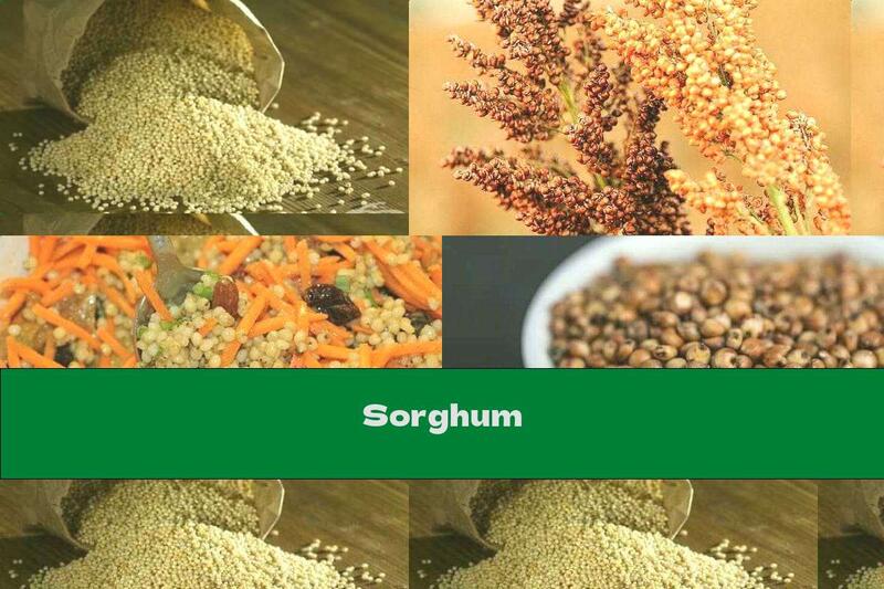 Sorghum