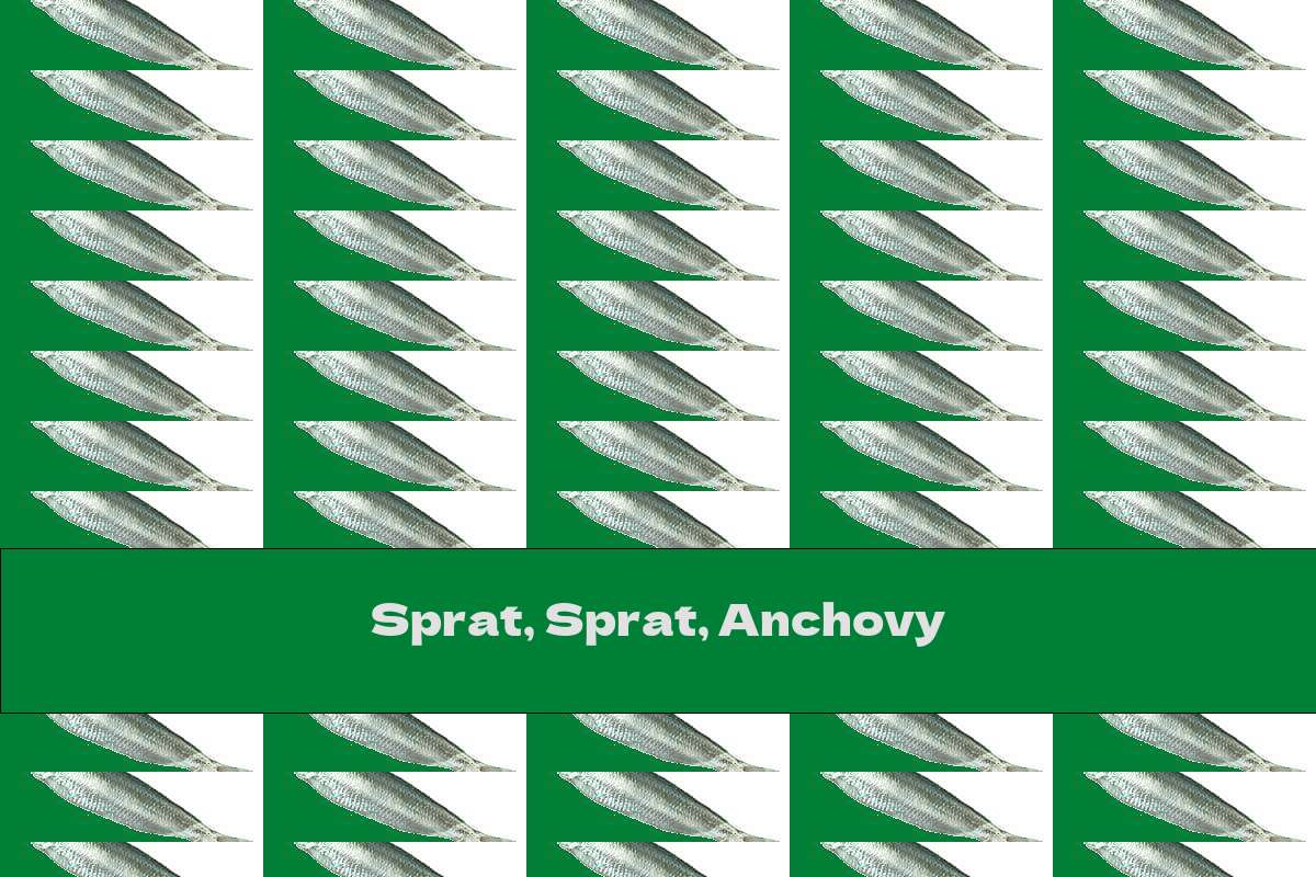 Sprat, Sprat, Anchovy