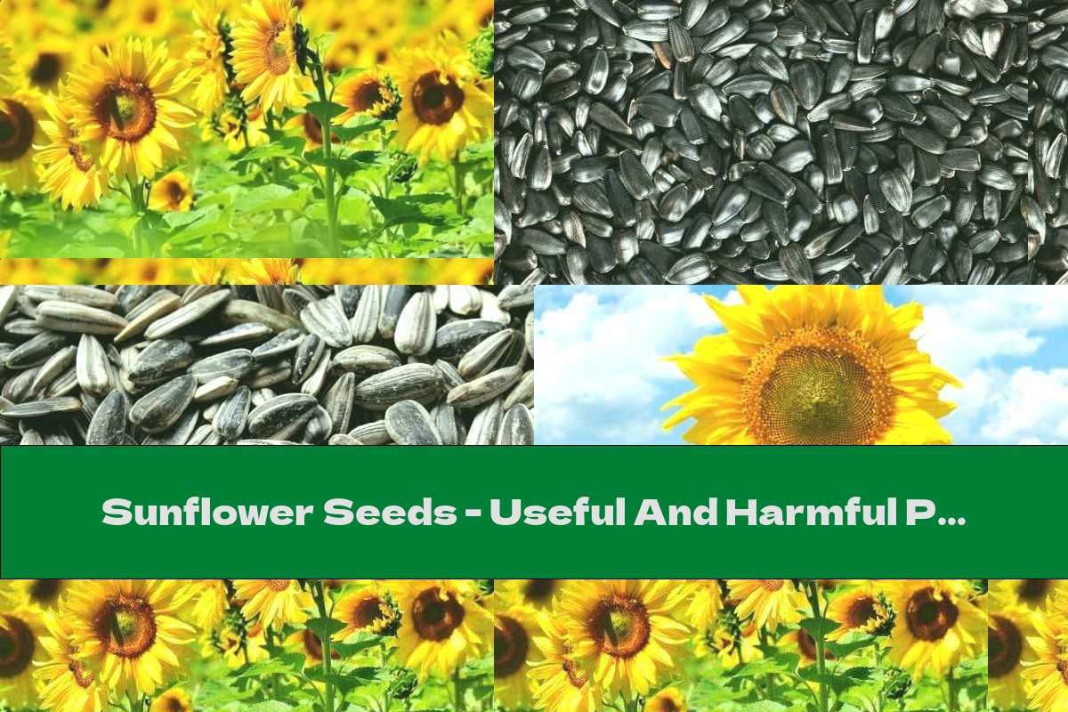 Sunflower Seeds - Useful And Harmful Properties