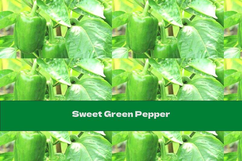 Sweet Green Pepper