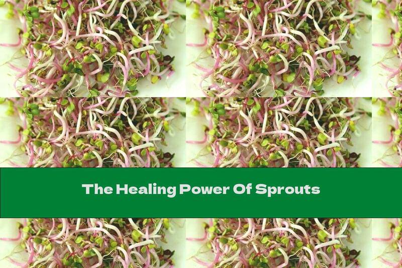 The Healing Power Of Sprouts