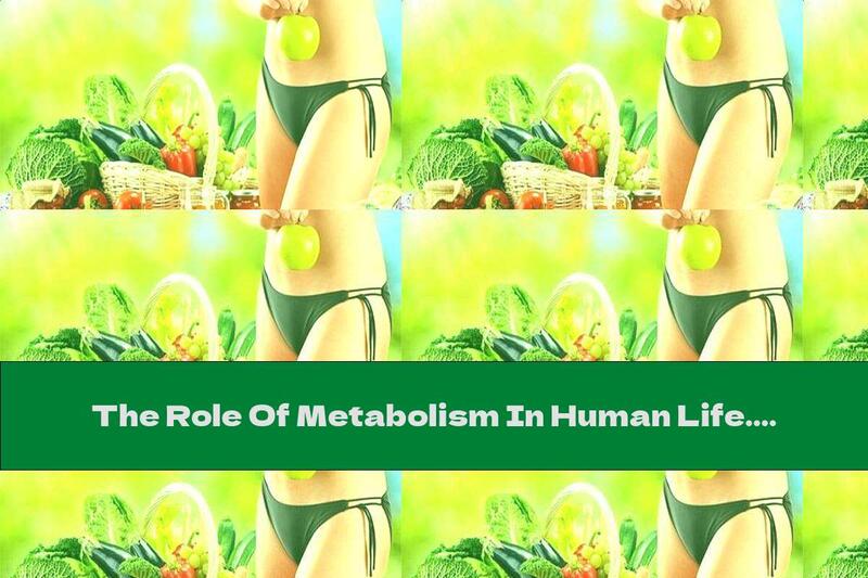 The Role Of Metabolism In Human Life. Foods And Factors Affecting The Process - Part 1
