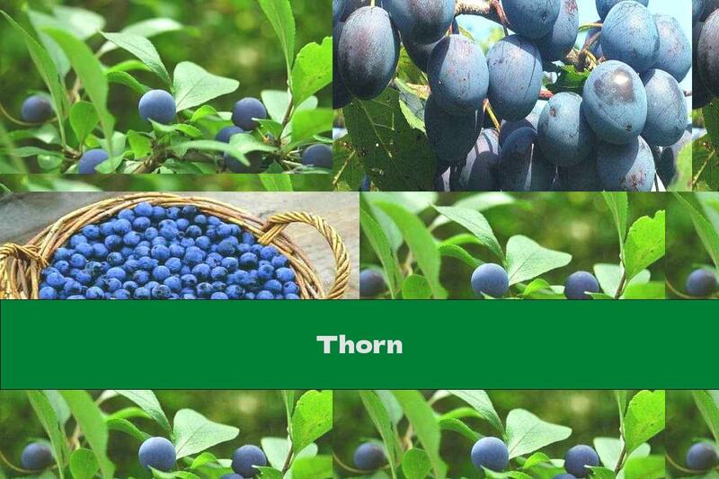 Thorn