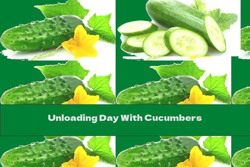 Unloading Day With Cucumbers