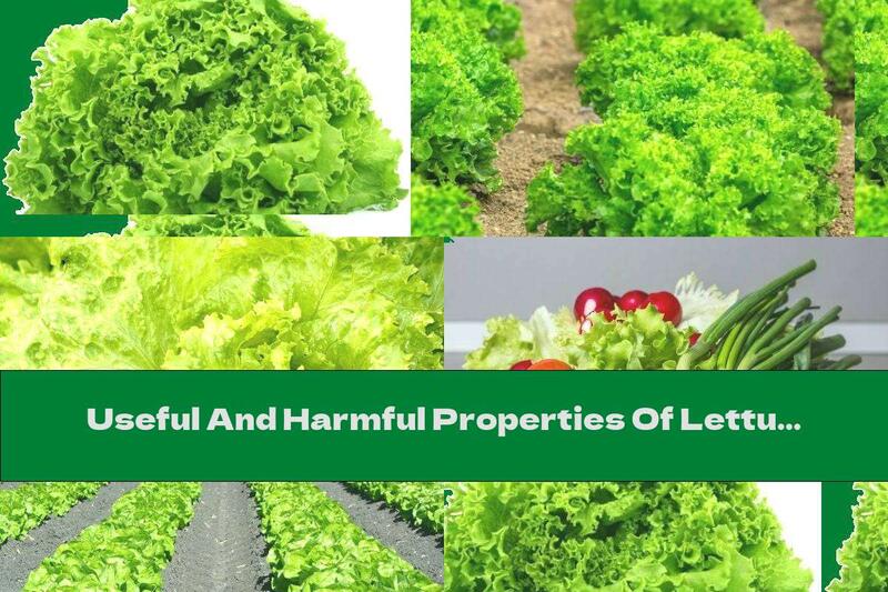 Useful And Harmful Properties Of Lettuce