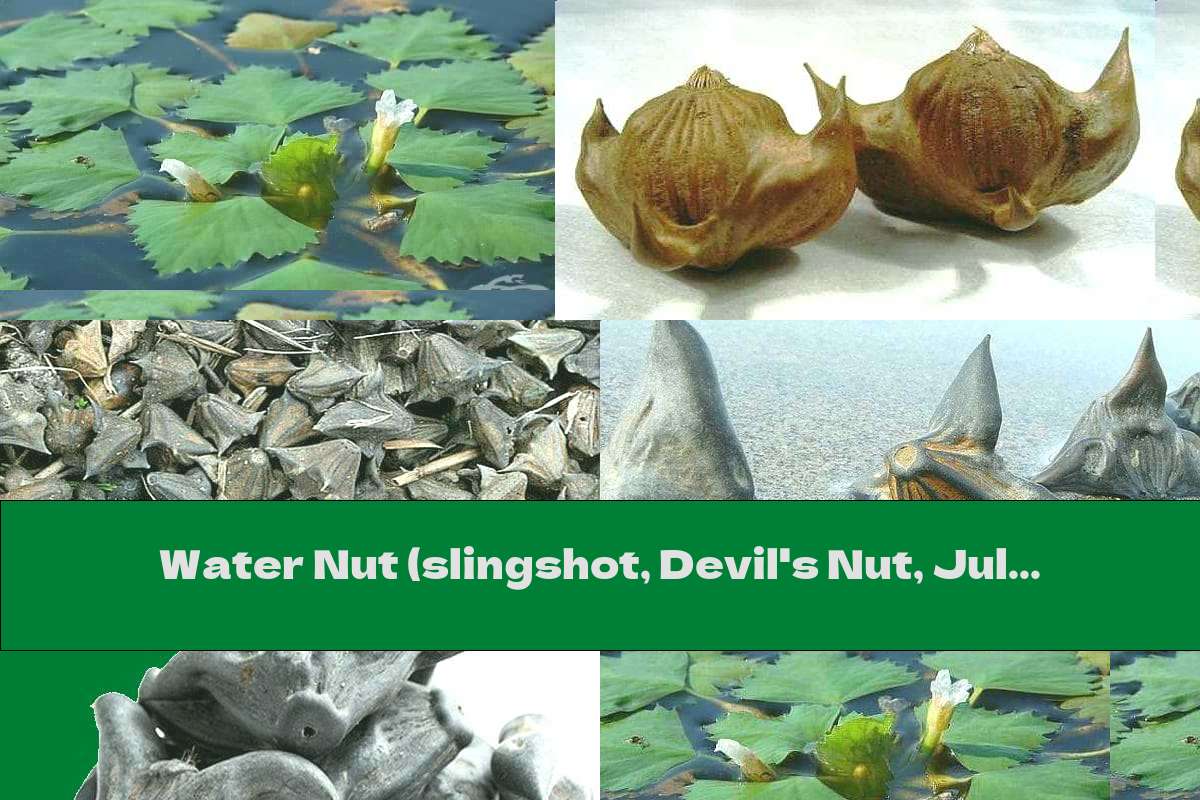 Water Nut (slingshot, Devil's Nut, Julun)