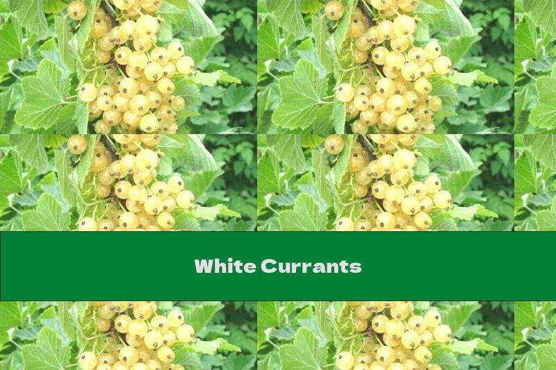 White Currants
