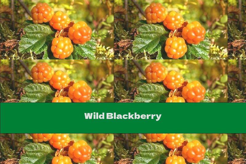 Wild Blackberry