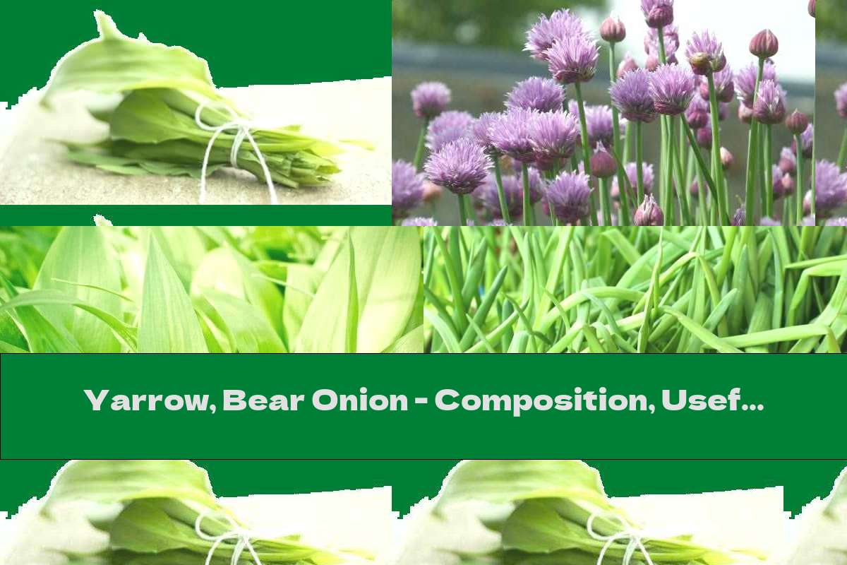 Yarrow, Bear Onion - Composition, Useful Properties And Contraindications