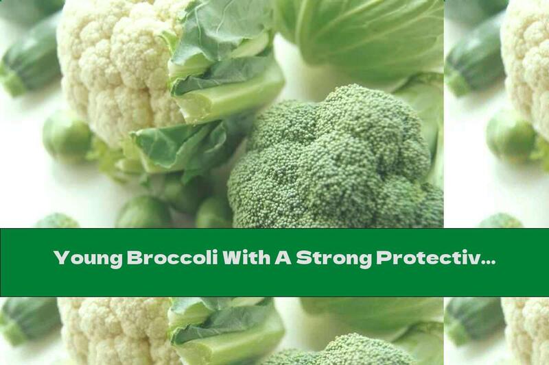 Young Broccoli With A Strong Protective Effect Against Cancer