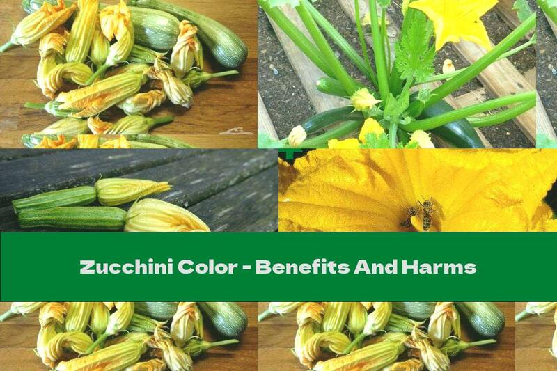 Zucchini Color - Benefits And Harms